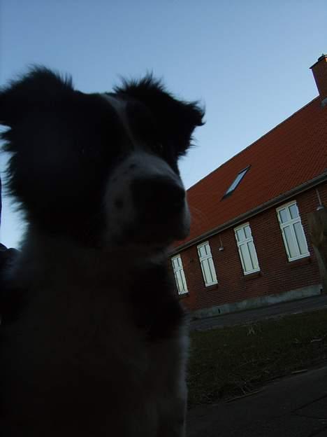 Border collie Charlie - Mørkt:( billede 7