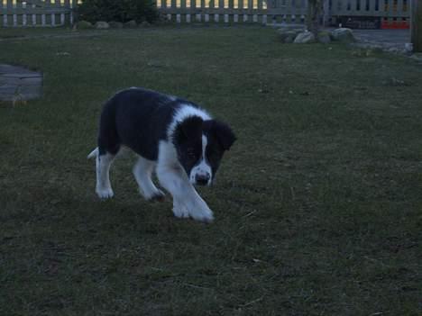 Border collie Charlie billede 8