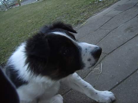 Border collie Charlie billede 9