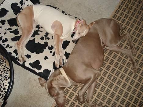 Whippet Frontrunner's Mandi - Mandi er syet på brystet efter en tur ind i gyngsstativet, mor her har syet en fin trøje til hende så hun ikke kan slikke i såret. billede 9