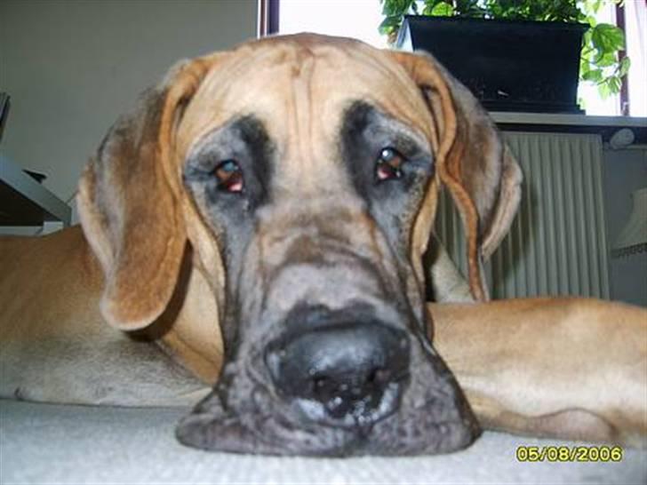 Grand danois Lauritz død d 21 jan 2011 billede 18