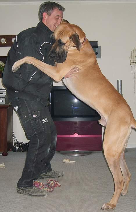 Grand danois Lauritz død d 21 jan 2011 billede 19