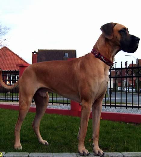 Grand danois Lauritz død d 21 jan 2011 billede 20