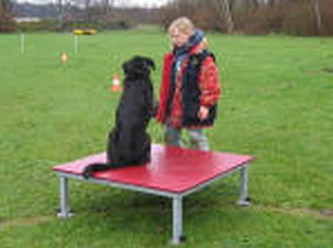 Blanding af racer Balou -aflivet(næsten 16) - Balou og mig til konkurrence 2006 november billede 5