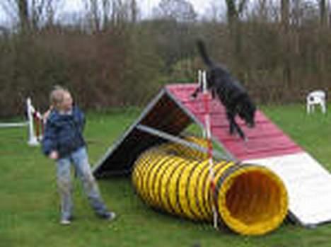 Blanding af racer Balou -aflivet(næsten 16) - Balou og mig til konkurrence 2006 november billede 6