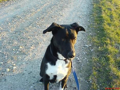 Blanding af racer Elvis - gåtur billede 14