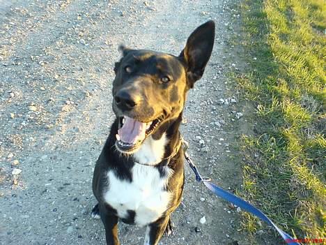 Blanding af racer Elvis - gåtur billede 15