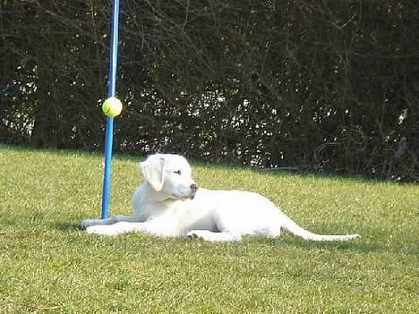 Golden retriever Alfa(Alpha) - Taget 29.3.07, Alfa ligger under Sit stangtennis billede 17