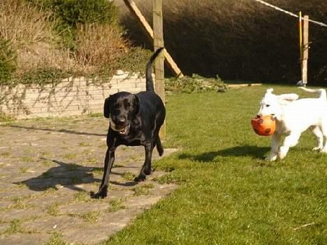 Golden retriever Alfa(Alpha) - Alfa og Cako(søsters hund) leger med hver sin bold i haven den 29.3.07 billede 18