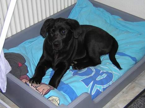 Labrador retriever Freja billede 8