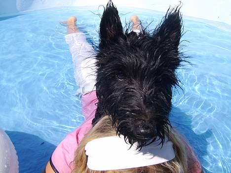 Skotsk terrier Sofiendals Dixie - Dixie billede 13