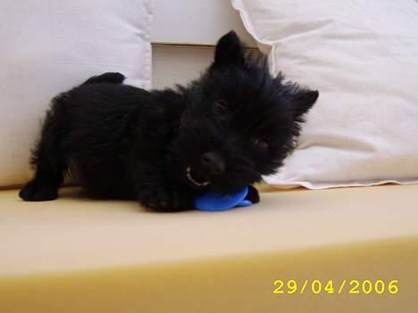 Skotsk terrier Sofiendals Dixie - en af de første dage vi havde hende . billede 14