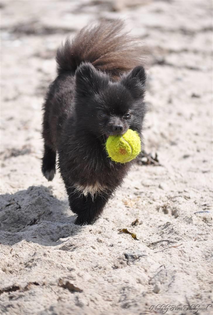 Kleinspitz Noah billede 20