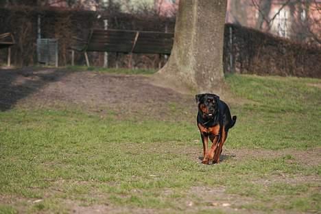 Rottweiler Taija - Gud En Flot HUND billede 1