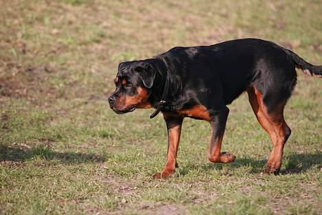 Rottweiler Taija - SMUK billede 2