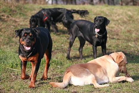 Rottweiler Taija - Taija Leger:D billede 3