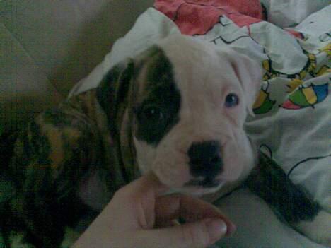 Amerikansk bulldog Matheos Raya billede 4