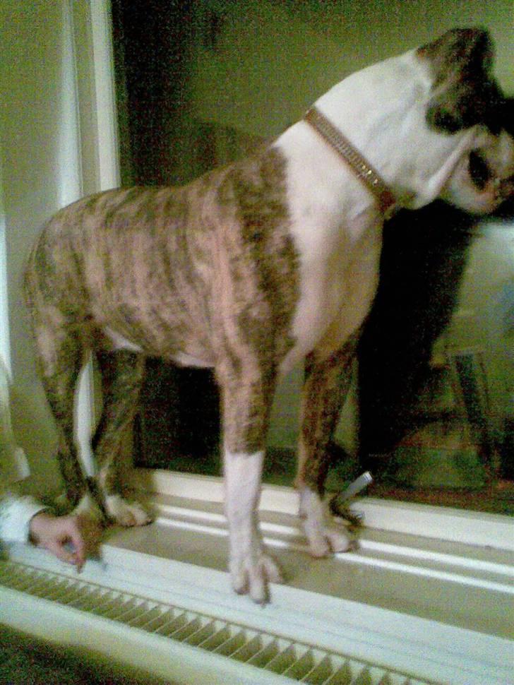 Amerikansk bulldog Matheos Raya billede 5