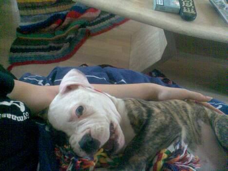 Amerikansk bulldog Matheos Raya billede 6