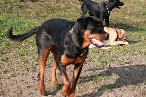 Rottweiler Taija - Uhh billede 4
