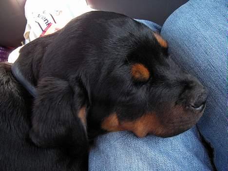 Rottweiler Taija - MIN Smukke billede 5