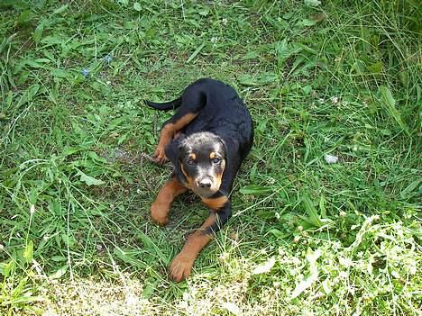 Rottweiler Taija - MIN Baby Hund<3 billede 6