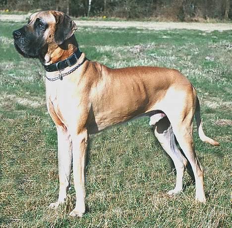 Grand danois Scooby Doo - *NYT* "Mig. Kongen af Dybsøfjord. Buk for mig eller i får en savler." billede 10