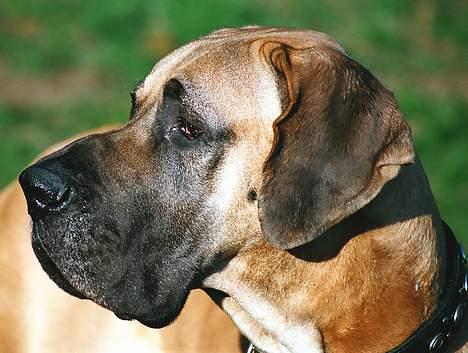 Grand danois Scooby Doo - *Nyt* "Jeg ser da meget godt ud i profil eller hva?" billede 14