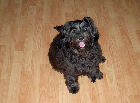 Tibetansk terrier Birthe billede 1