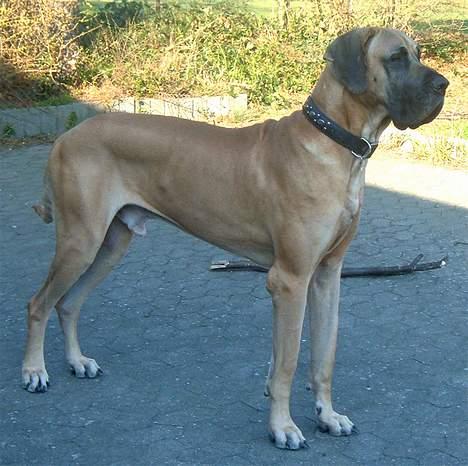 Grand danois Scooby Doo - *NYT* "hmm Kommer der mon nogen jeg skræmme livet af, hi hi" billede 15