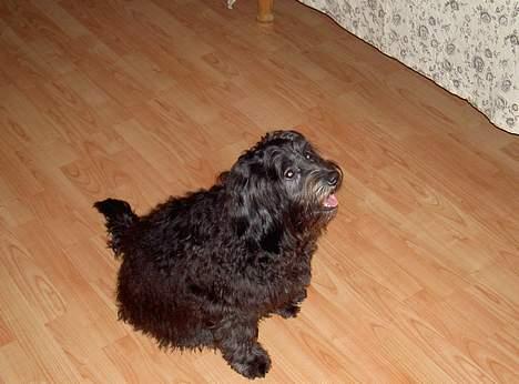 Tibetansk terrier Birthe billede 2