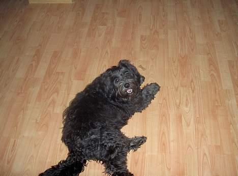 Tibetansk terrier Birthe billede 3