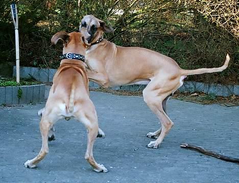 Grand danois Scooby Doo - *NYT* Scooby Doo og Elmer Fjot i leg. Scooby Doo til højre billede 18