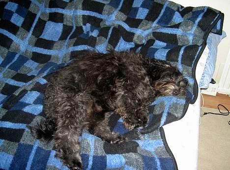 Tibetansk terrier Birthe billede 4