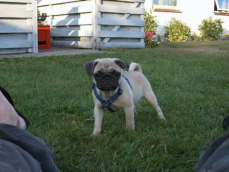 Mops Carlos billede 1