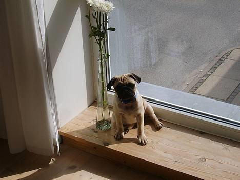 Mops Carlos billede 2