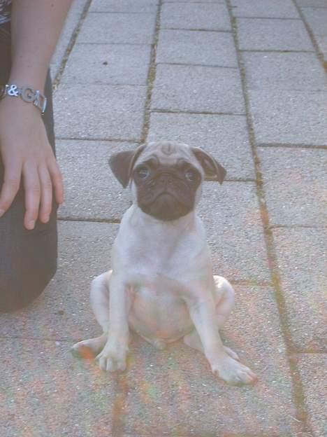 Mops Carlos billede 3