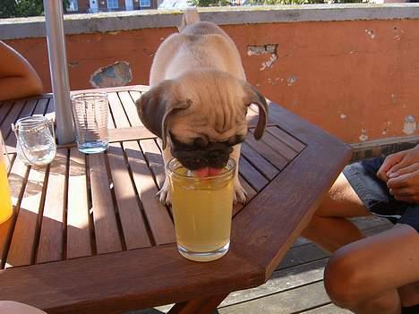 Mops Carlos billede 4