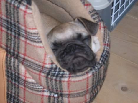 Mops Carlos billede 5