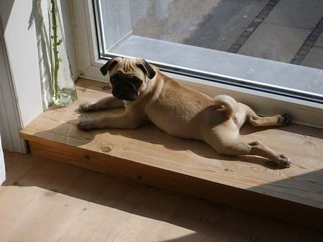 Mops Carlos billede 6