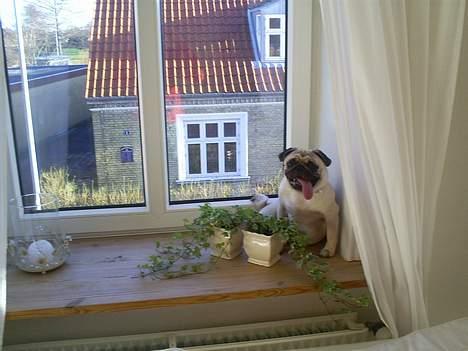 Mops Carlos billede 7