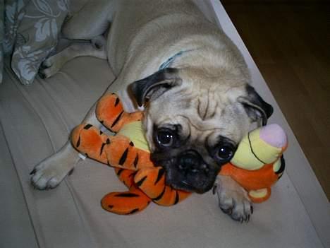 Mops Carlos billede 8