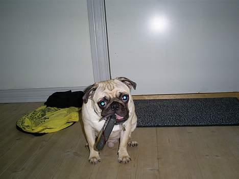 Mops Carlos billede 9