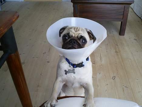 Mops Carlos billede 10