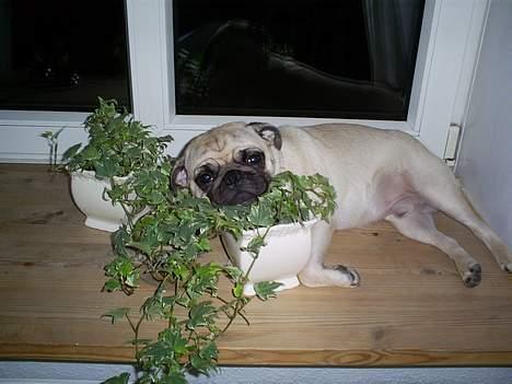 Mops Carlos billede 11