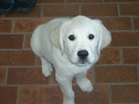 Golden retriever Mondo ( R.I.P. ) - Er jeg ikke fin...? billede 1