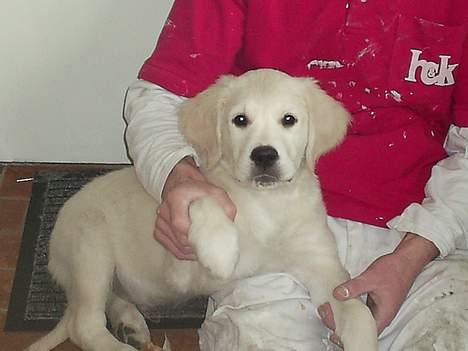 Golden retriever Mondo ( R.I.P. ) billede 2