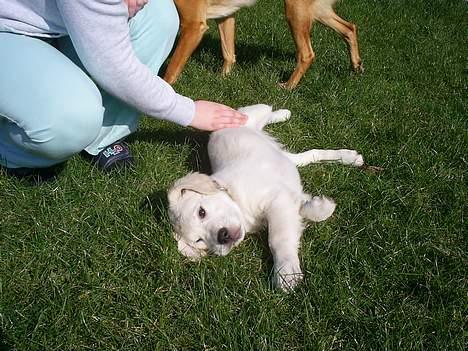 Golden retriever Mondo ( R.I.P. ) - Hvor dejligt at slikke sol og tilmed blive nusset på maven... billede 3