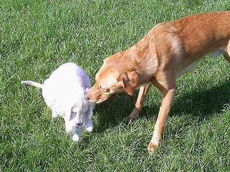Golden retriever Mondo ( R.I.P. ) - Mondo i haven med hans bedste ven Milo (Nabo hunden) billede 4