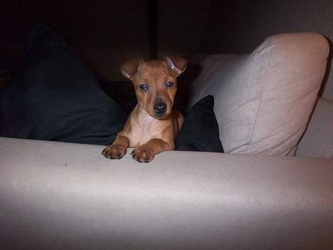 Dvaergpinscher Chanti billede 5